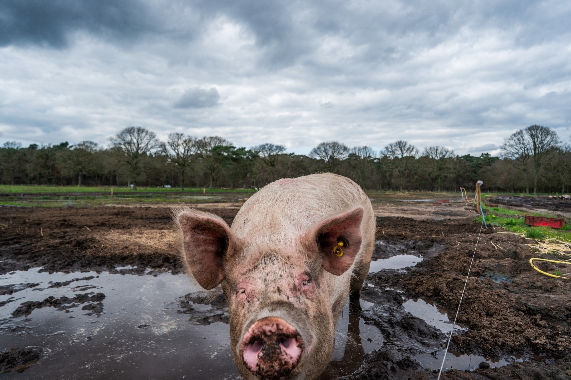 Steeds diervriendelijker?