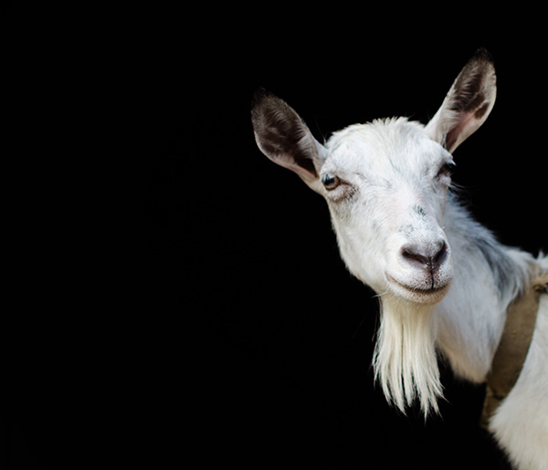 Mind your own scapegoats