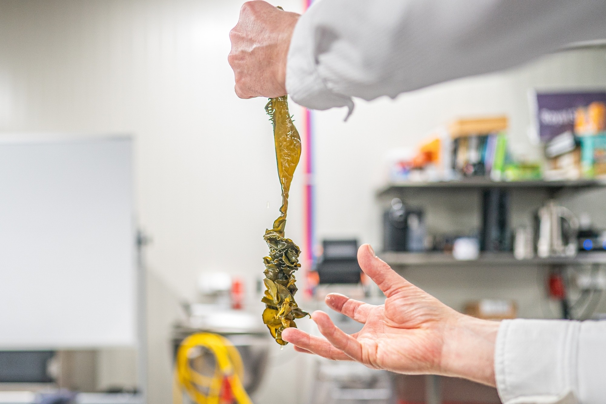 Allemaal flexitariër (Hete Hangijzers 5)