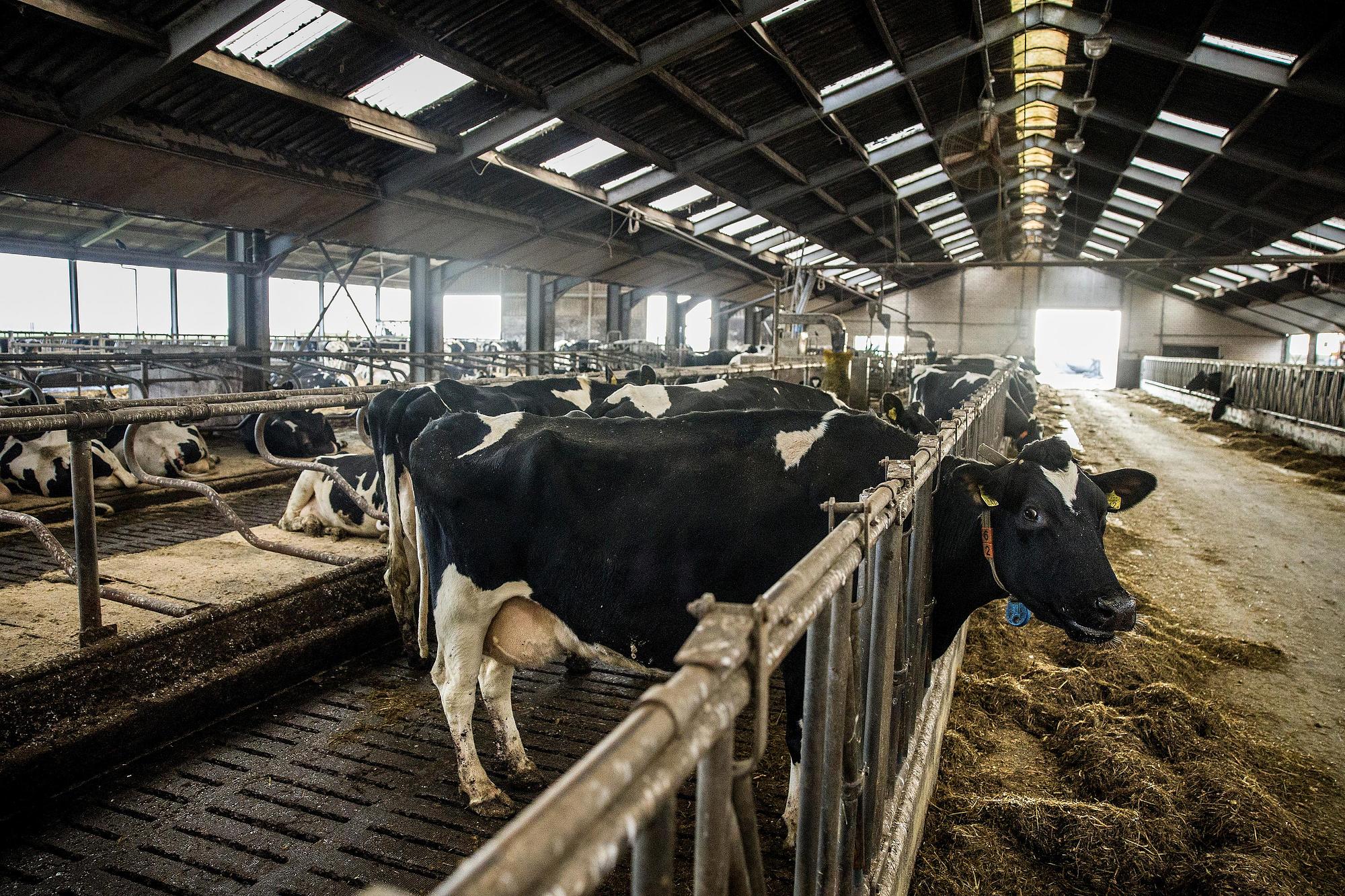 Koeien liegen niet over zwerfstroom