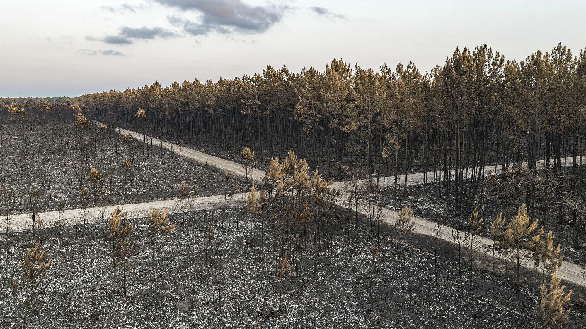 We moeten weer met het bos gaan leven